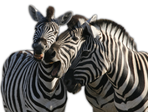 Zebra PNG image-8973